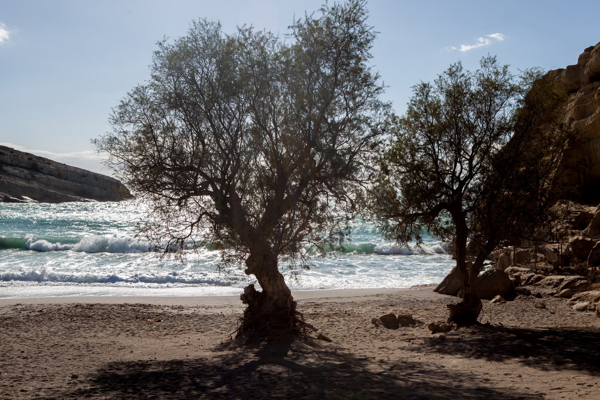 Olivenbäume am Meer