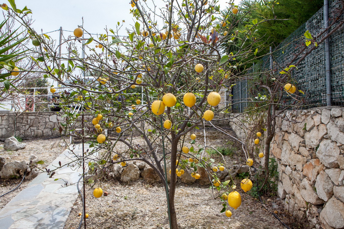 Zitronenbaum vor der Villa
